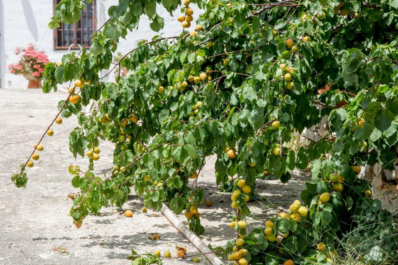 Profumo Di Terra Daire Monopoli Dış mekan fotoğraf